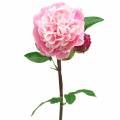 Floristik24 Pivonka umelý kvet s kvetom a púčikmi ružový 68cm