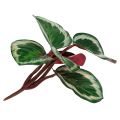 Floristik24 Rastlina tropická zelená, ružová 20 cm