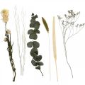 Floristik24 Kytica sušených kvetov eukalyptus sada suchého kvetinárstva V30-35cm