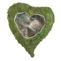 Floristik24 Rastlinné srdce machovo zelená miska na rastliny srdce 26×30×8cm