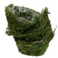 Floristik24 Miska na rastliny s machom Ø16cm V9cm - 10cm Zelená 3ks