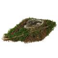 Floristik24 Miska na výsadbu lodných popínavých rastlín a machu 31 × 17 × 6 cm