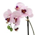 Floristik24 Umelý Phalaenopsis Purple-White v miske H38cm