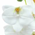 Floristik24 Umelá vetvička orchidey Phaelaenopsis White H49cm