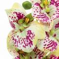 Floristik24 Umelá vetvička orchidey Phaelaenopsis Zelená Ružová V49cm