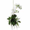 Floristik24 Orchidea s papraďou a machovými guličkami umelá biela závesná 64cm