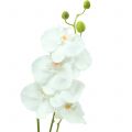 Floristik24 Orchidea Phalaenopsis umelá biela 80cm