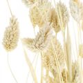 Floristik24 Phalaris tráva, strapec sušených kvetov, sušená lesklá tráva, bielená L30–60cm 50g