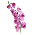 Floristik24 Orchidea Phalaenopsis ružová 77 cm