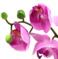 Floristik24 Orchidea Phalaenopsis ružová 77 cm