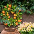 Umelý veniec z Physalis, oranžový a zelený, Ø28cm, jesenná dekorácia | Floristik24.sk