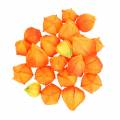 Floristik24 Physalis Orange Assorted 22ks dekoratívnych umelých kvetinových kalichov