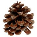 Floristik24 Pinus Pinea stredný 10/14cm prírodný 50b