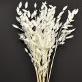 Floristik24 Plochouchá suchá tráva Chasmantium White 70cm 10 ks
