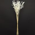 Plochouchá suchá tráva Chasmantium White 70cm 10 ks | Floristik24.sk