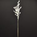 Plochouchá suchá tráva Chasmantium White 70cm 10 ks | Floristik24.sk