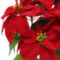 Floristik24 Umelá vianočná hviezda červená Umelé kvety v kvetináči V53cm