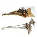 Floristik24 Exotics Mix Protea Rosette príroda, umytý biely sušený kvet 9ks