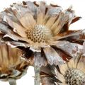 Floristik24 Exotics Mix Protea Rosette príroda, umytý biely sušený kvet 9ks