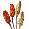 Floristik24 Protea Mix, sušené kvety Respens natural/červená 13ks