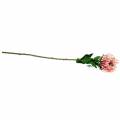 Floristik24 Protea umelá ružová 73 cm