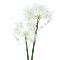 Floristik24 Umelý lúčny kvet Púpava obrovská biela 57cm