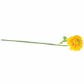 Floristik24 Ranunculus Yellow V45 cm