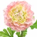Floristik24 Ranunculus Pink V45 cm