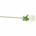 Floristik24 Ranunculus White, výška 45 cm