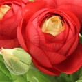Floristik24 Ranunculus Kytica červená 30cm