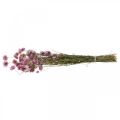 Floristik24 Slamené kvety sušené kvety ružové akroklinium strapec 20g