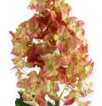 Floristik24 Panicle Hydrangea in Coral, Cream 74cm