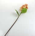 Floristik24 Panicle Hydrangea in Coral, Cream 74cm