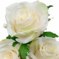 Floristik24 Biela ruža na stonke hodvábny kvet umelá ruža 3ks
