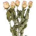 Floristik24 Dekoračné ruže, sušený kvet, sušené ruže, Valentín, pohrebné kvety, ruže rustikálne žlto-ružové L48cm 5ks