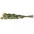 Floristik24 Sušená kvetinová ruža, Valentín, sušené kvetinárstvo, rustikálne dekoračné ruže žltofialové L45-50cm 5ks