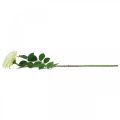 Floristik24 Umelá ruža, ozdobná ruža, hodvábny kvet krémovo biela, zelená L72cm Ø12cm