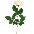 Floristik24 Krémovo biela marhuľová ruža, hodvábny kvet, umelé ruže L72cm Ø12cm