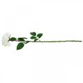 Floristik24 Biela ruža Falošná ruža na stonke Hodvábny kvet Falošná ruža L72cm Ø13cm