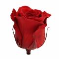 Floristik24 Infinity ruže veľké Ø5,5-6cm červené 6ks