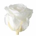 Floristik24 Infinity ruže veľké Ø5,5-6cm biele 6ks