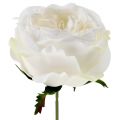 Floristik24 Kvet ruže biely 17cm 4ks
