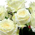 Floristik24 Kytica ruží biela, krémová 55cm