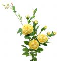 Floristik24 Konár ruže žltý 100cm