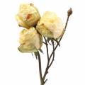 Floristik24 Konár ruže umelý krémový biely 45cm