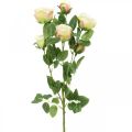 Floristik24 Konár ruže, hodvábne ruže, umelý konár ružový, krémová L66cm Ø3/5cm