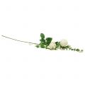 Floristik24 Konár ruže krém/rosè 100cm