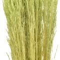 Floristik24 Ohýbaná tráva Agrostis Capillaris Suché trávy zelené 65cm 80g
