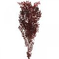 Floristik24 Ruscus sušený, suché kvetinárstvo, tŕňový červený L58cm 30g