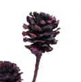 Salignum konáre so šiškami Berry 25 ks | Floristik24.sk